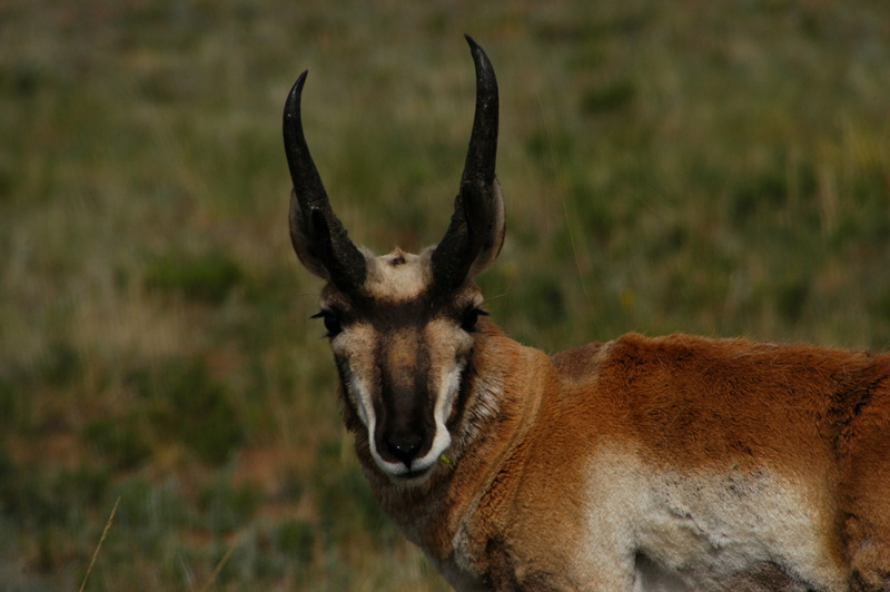 The Pronghorn Buck